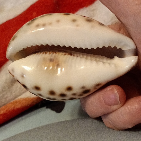 Pieces Sea Shell - Picture 2 of 2